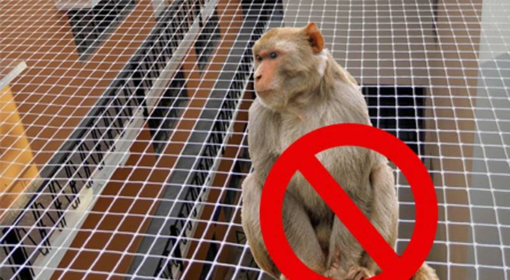 Monkey Nets For Balconies In Hyderabad | Call 9966444849
